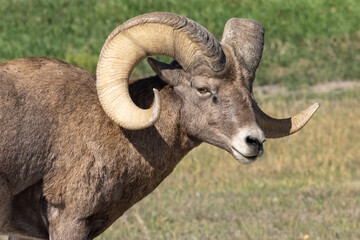 Naklejka na ściany i meble Close Up Male Bighorn Sheep