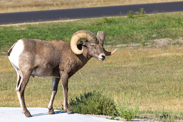 Obraz premium Male Bighorn Sheep On Sidewalk in South Dakota