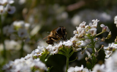 bee on a flower