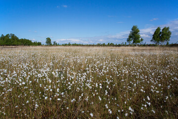 Moorland in northern Germany