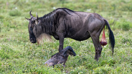 A mother wildebeest waits for her cute baby calf to get on its wobbly legs, Ngorongoro Concervation...