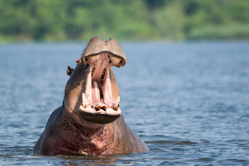 Impressive, massive hippo yawning wide-mouthed in the waters of the Nile, Murchison Falls National Park, Uganda, Africa.