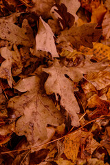leaves