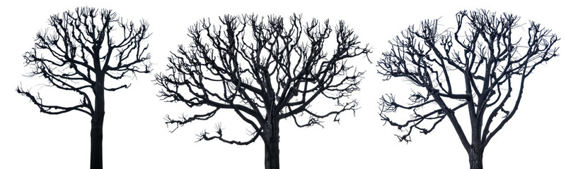 isolated three winter large bare dark grey trees