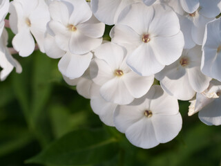 An inflorescence of white phlox flowers, a close-up picture. Beautiful white flowers.