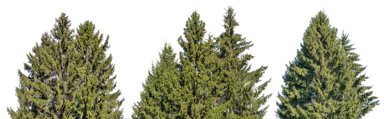 old green isolated fir trees three groups