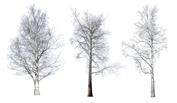 three large bare trees isolated on white