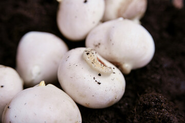 Peeled Dutch tulip bulb before planting in black soil.Reproduction and cultivation of flowers for sale on March 8th.