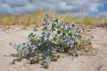 Stranddistel (Eryngium maritimum), Nordseek&uuml;ste