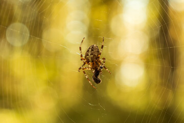 A large yellow-brown spider with shaggy legs and a cross on its back eats its prey caught in the web. In the background is a blurry autumn forest. Close-up.