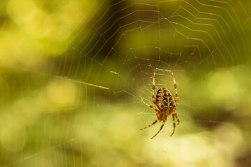 A large yellow-brown spider with a cross on its back hangs from a web. Blurred green forest background. Close-up.