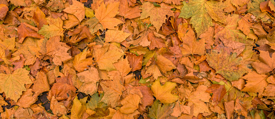 autumn leaves on the ground