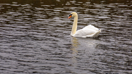 white swan on the lake