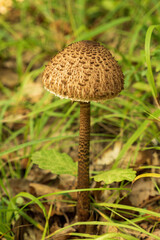 Brown umbrella mushroom on a long stalk among the leaves and grass. Edible forest mushroom.