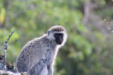 Naklejka premium Monkey