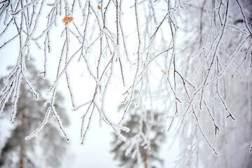 Snow-covered branches in the winter park