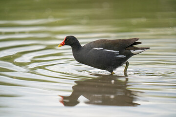 The Moorhen (Gallinula chloropus)