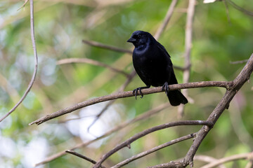The Shiny Cowbird also Know Chupim. All the beauty and the presence of the most typical black bird in Brazil. Species Molothrus bonariensis. Birdwatcher. Birding