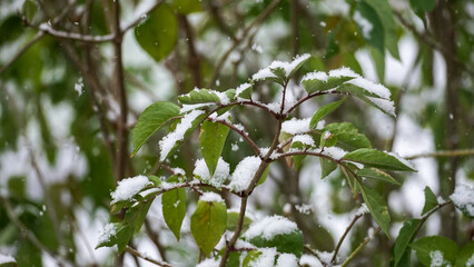 The first snow on bushes and trees