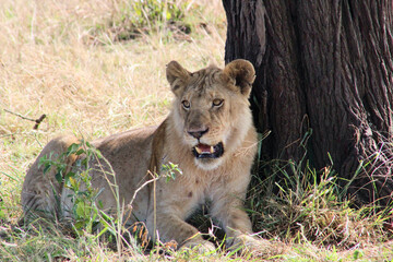 Fototapeta na wymiar Young male lion