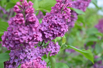 Fototapeta na wymiar Lilac shrubs
