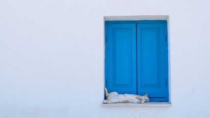 Fototapeta na wymiar Lazy cat sleeps on the windowsill by the blue window in the heat