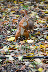 squirrel and autumn
