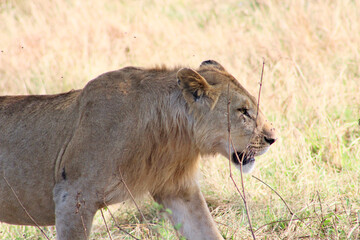 Young male lion