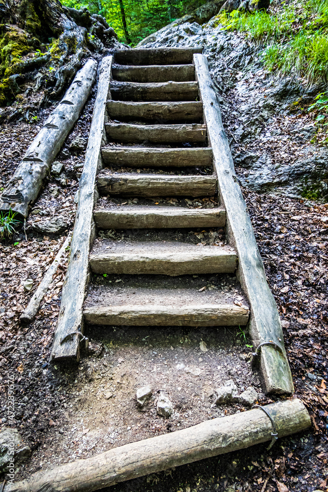 Canvas Prints wooden steps at a forest