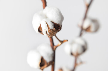 Branches with white fluffy cotton flowers against white wall flat lay. Delicate light beauty cotton background. Natural organic fiber, agriculture, cotton seeds, raw materials for making fabric
