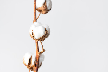 Branch with white fluffy cotton flowers against white wall flat lay. Delicate light beauty cotton background. Natural organic fiber, agriculture, cotton seeds, raw materials for making fabric