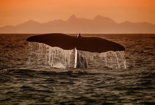 abtauchender Pottwal vor der Insel Senja