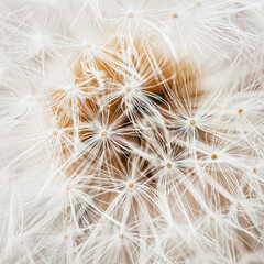 White dandelion head with seeds close-up. Natural spring or summer square background