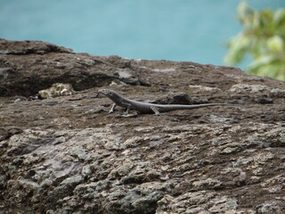 fernando de Noronha mabuya lizard on the stone animal nature