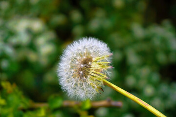 Dandelion flower