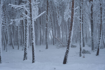 Snowy winter forest