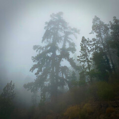 Fairy, mystical och misty forest