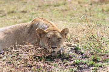 Lion