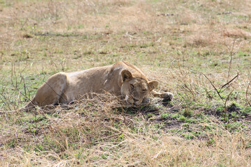 Sleeping lion