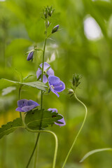 Blue-purple flower on a green background in the forest.