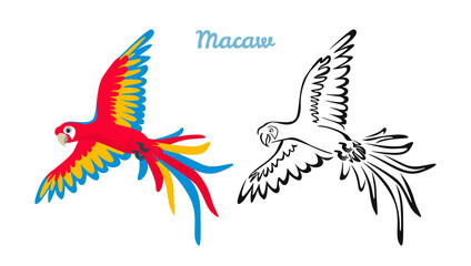 Macaw parrot flying isolated on white background. Set of Vector illustration. Colorful bird in cartoon flat style and simple outline silhouette.