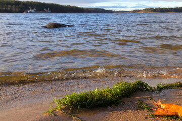 Fresh and green seaweed at a sandy beach. Flushed up on shore. Focus on the grass, blurry background. During one Swedish autumn day outside. Stockholm, Sweden, Europe.