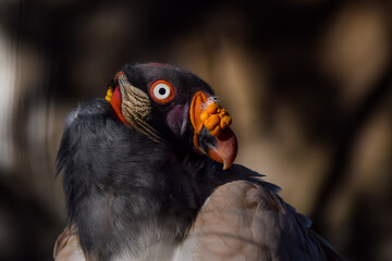 Königsgeier, King Vulture
Zoo Berlin