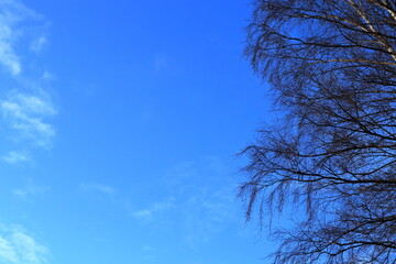 Dark branches of a large tree against a blue sky. Copy space for your design. November 2021. Stockholm, Sweden.