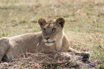 Lion