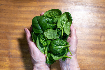 fresh spinach leaves in elderly woman's palms on wooden background