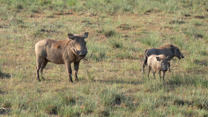 Obraz premium Warthog, Phacochoerus africanus