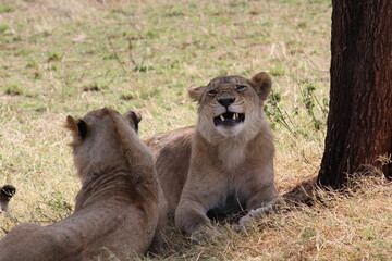 Lion