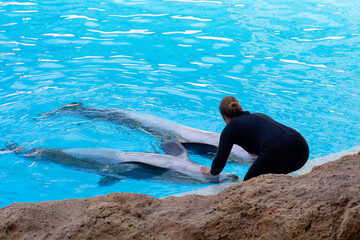 Woman stroking two dolphins at a marine animal rehabilitation center