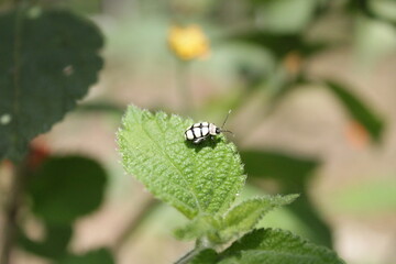 Close up of a little bug on a leaf with blur background.